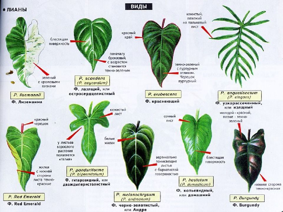 Листья цветов с названиями. Филодендрон Ароидные. Филодендрон Лиана размножение. Филодендрон стрелолистный. Филодендрон размножение листом.