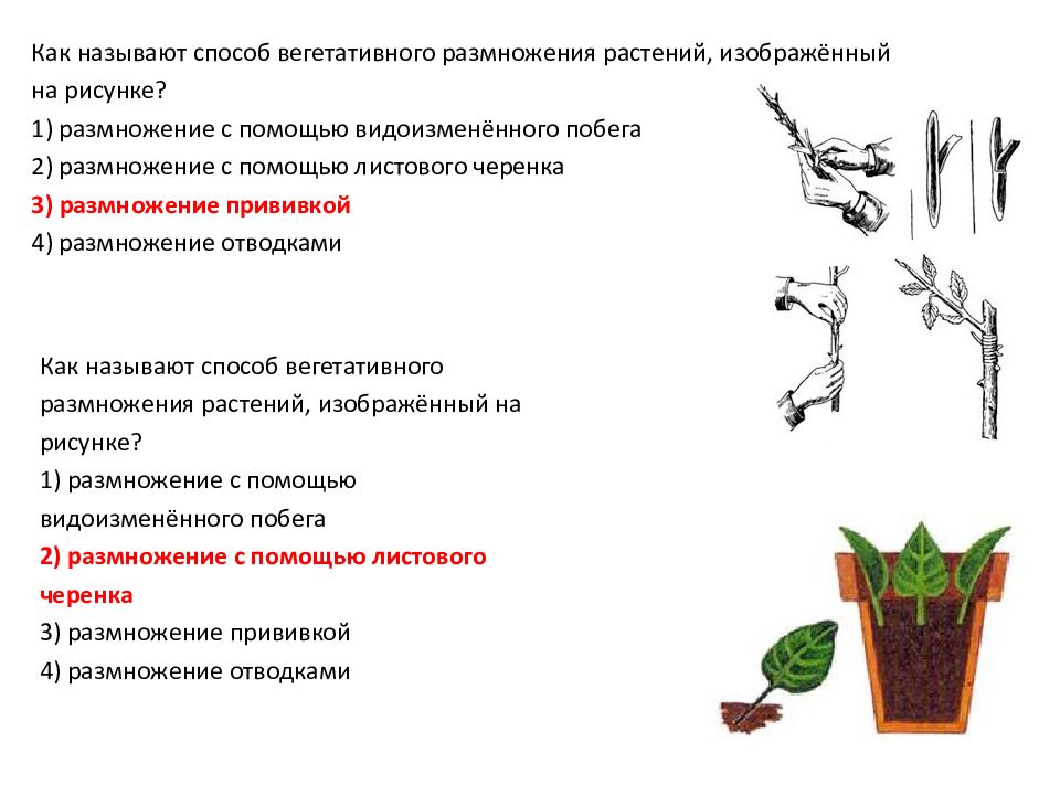 Рассмотрите рисунок с изображением вегетативного размножения комнатного растения огэ