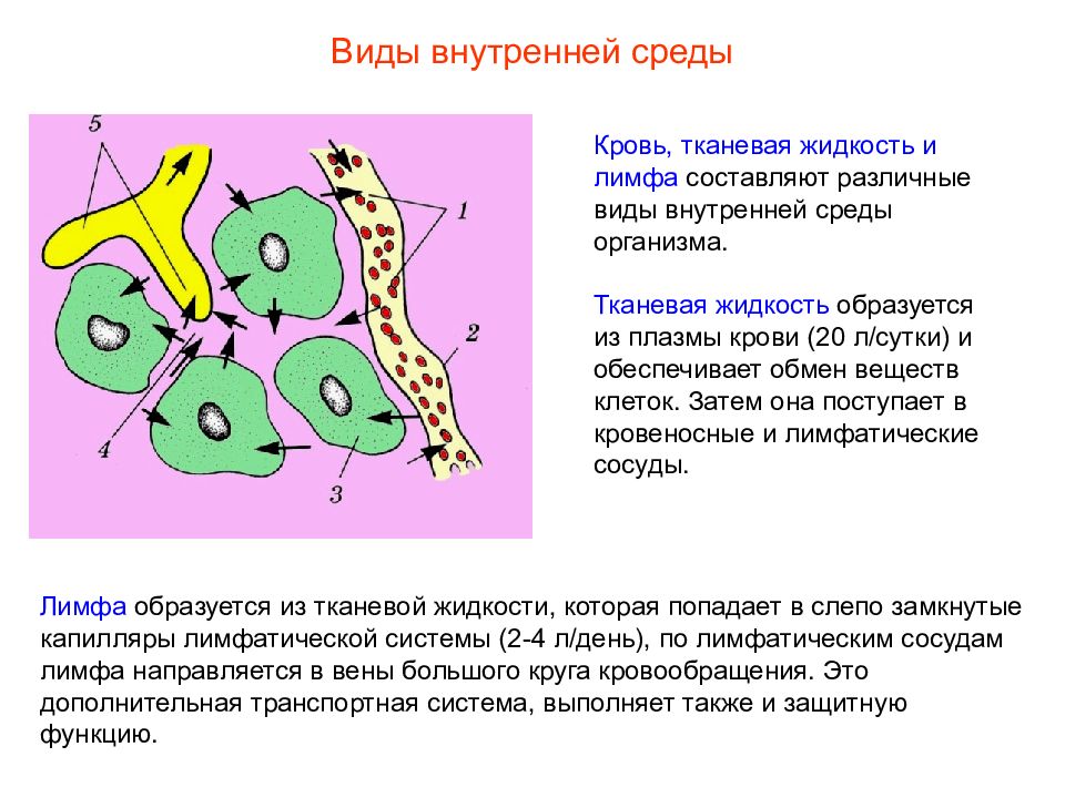 Презентация кровь пименов