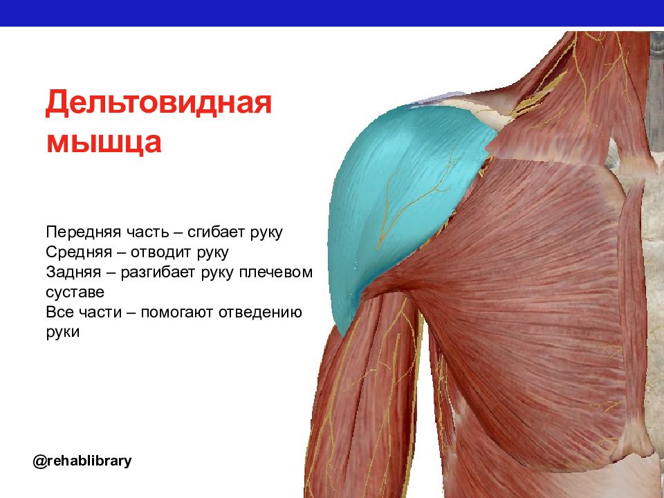 Картинки дельтовидная мышца