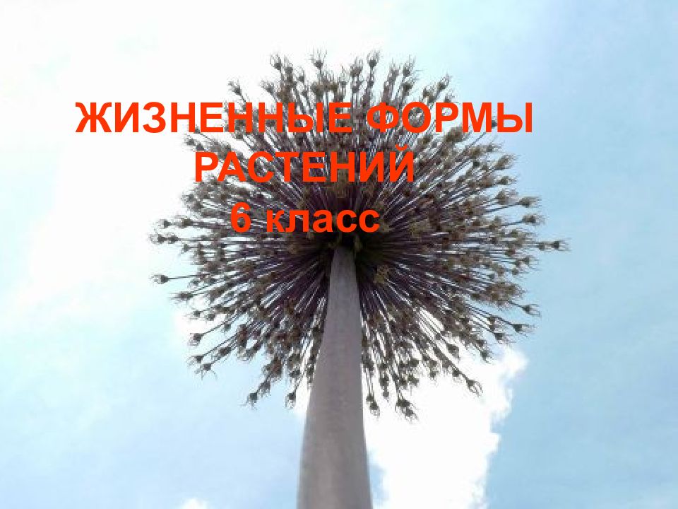ЖИЗНЕННЫЕ ФОРМЫ РАСТЕНИЙ 6 класс