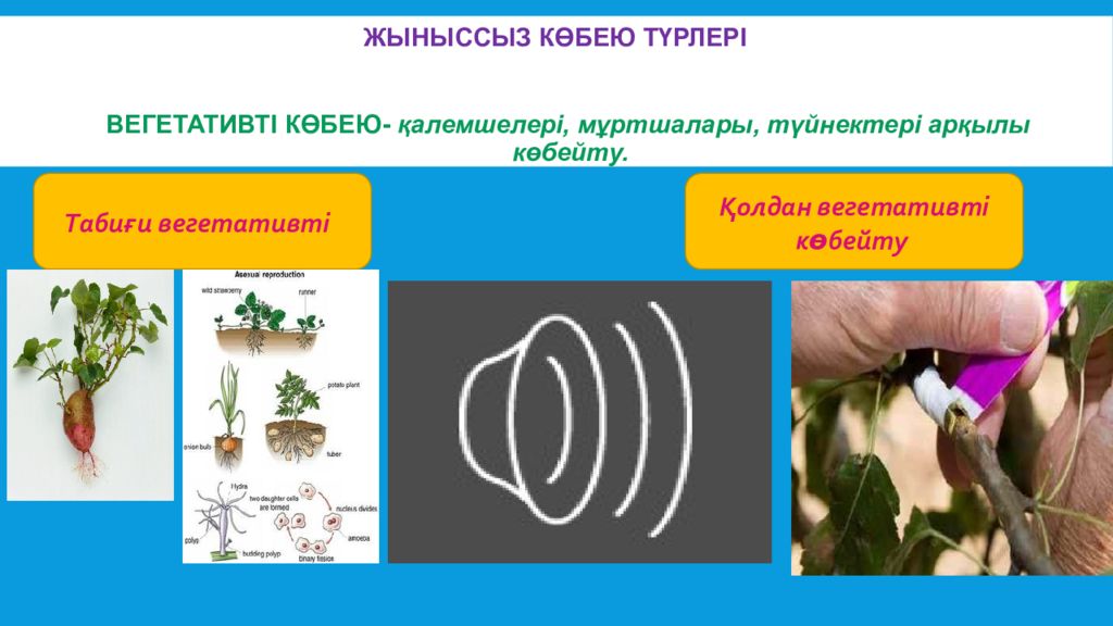 Вегетативті көбею презентация