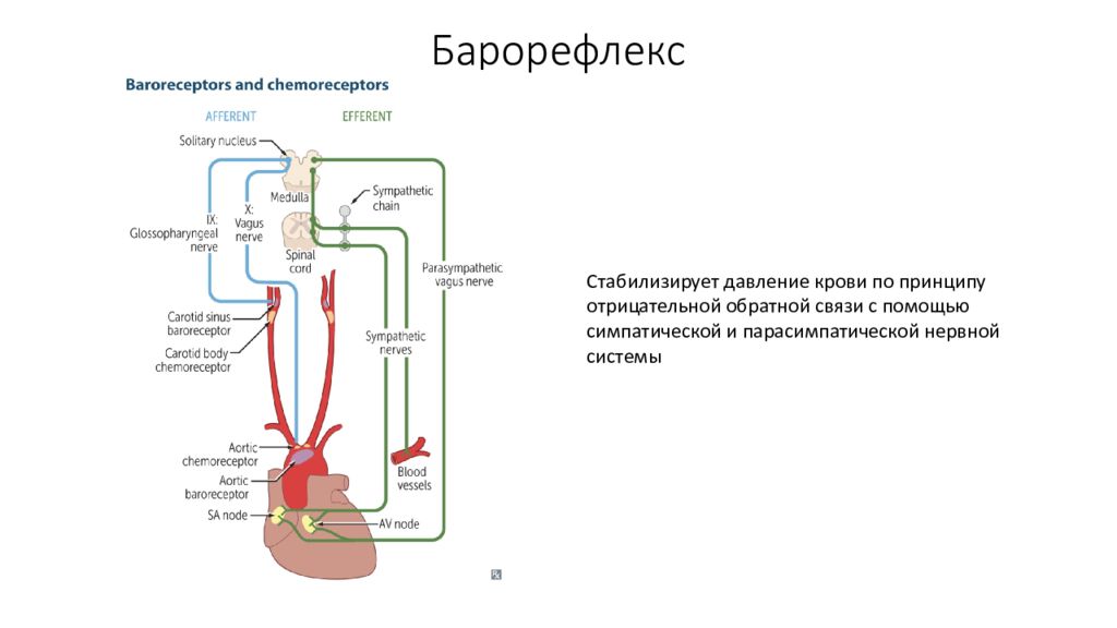 Презентация сердечно сосудистая система фармакология