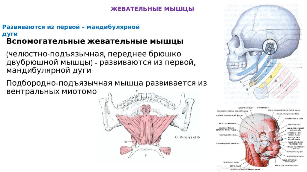 Жевательные мышцы схема