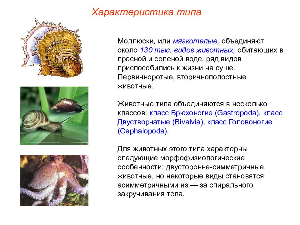 Тип моллюски презентация 7 класс презентация