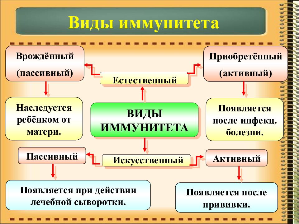 Иммунитет индивидуальный проект