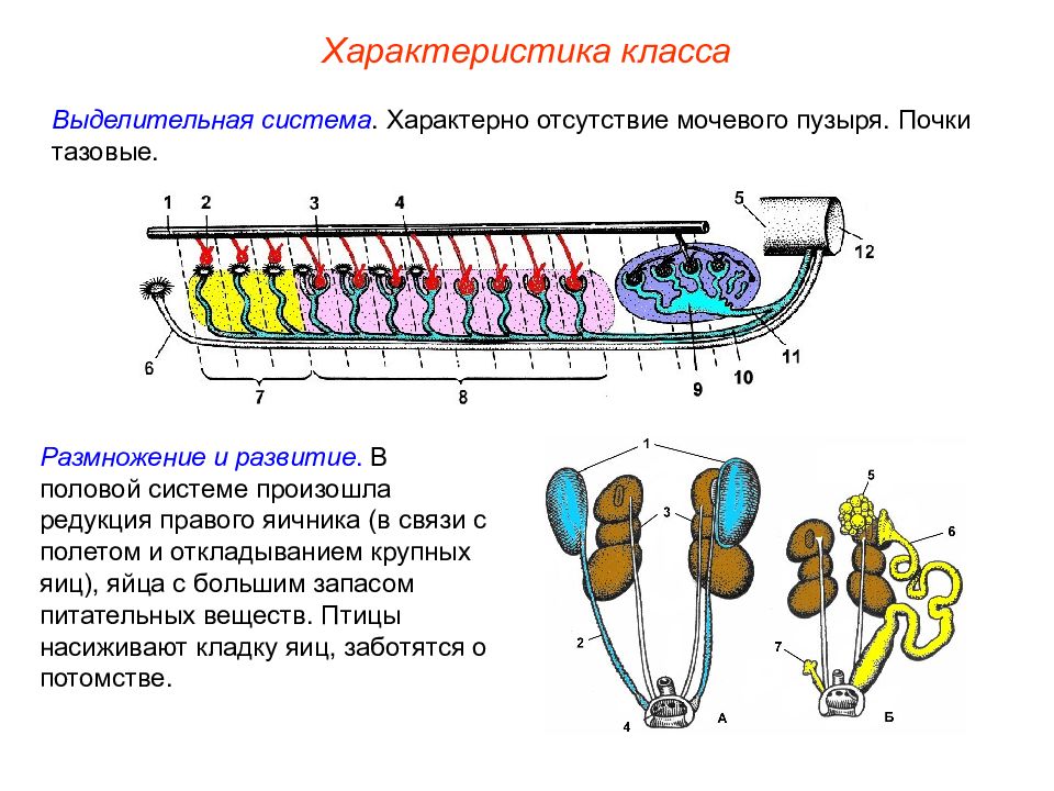 Особенности выделительной системы млекопитающих. Выделительная система система система птиц. Выделительная система птиц. Класс птицы выделительная система. Строение выделительной системы птиц.