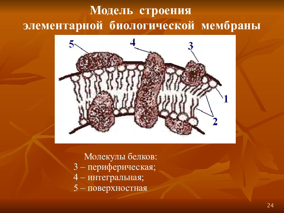 Модели строение. Модель мембраны Даусона. Модели организации биологической мембраны. Бутербродная модель строения мембраны. Строение элементарной мембраны.