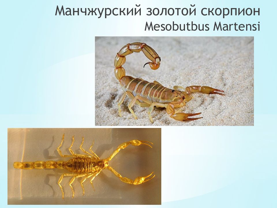Scorpion m. Отряд Скорпионы. Отряд Скорпионы представители. Скорпион презентация. Золотой Скорпион.