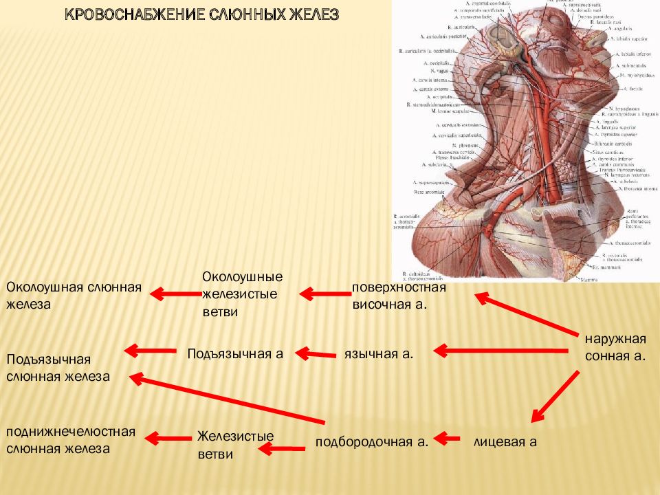 Иннервация слюнных. Подчелюстная слюнная железа кровоснабжается. Кровоснабжение околоушной слюнной железы анатомия. Околоушная железа кровоснабжение и иннервация. Околоушная слюнная железа кровоснабжение и иннервация.