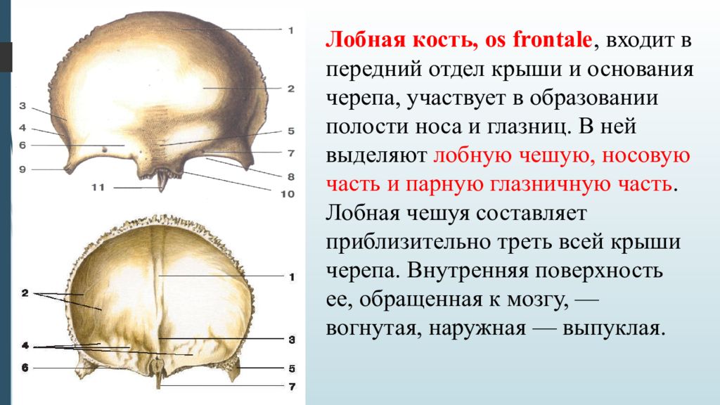 Череп лобная человека. Лобная кость анатомия кратко. Анатомические образования лобной кости. Строение чешуи лобной кости. Лобная кость вид спереди вид снизу.