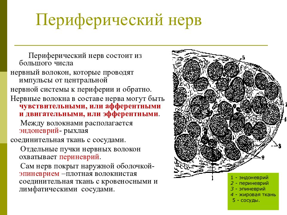 Опухоли периферической нервной