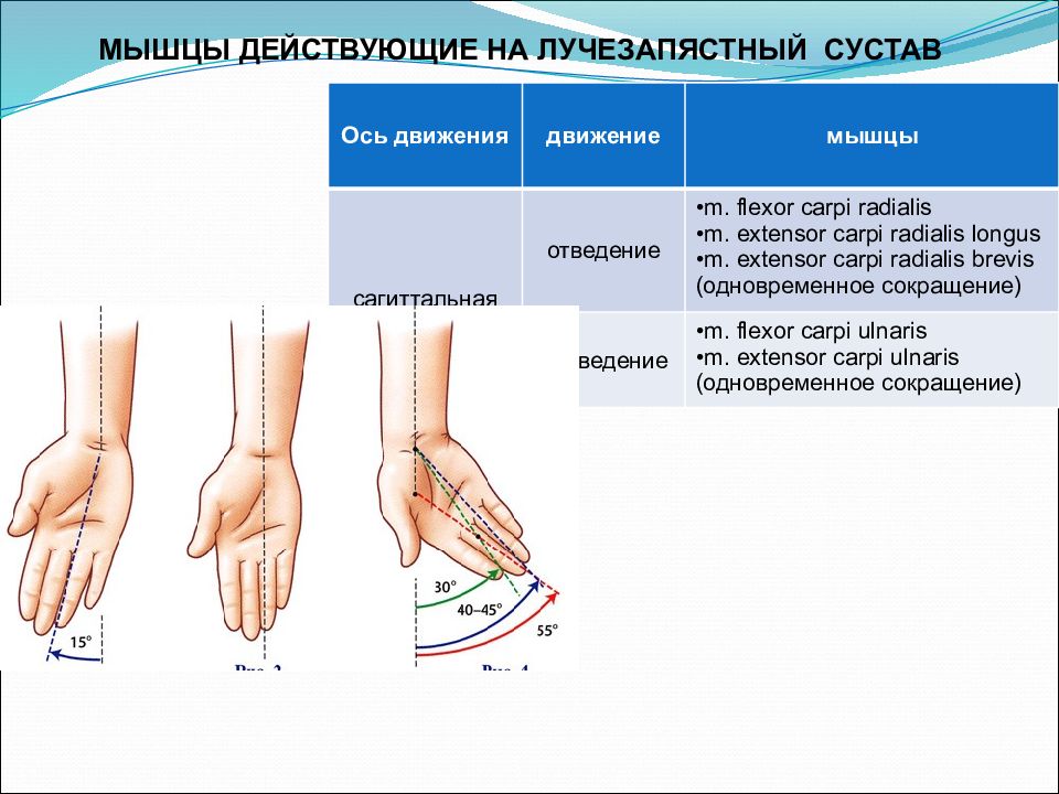 Оси руки. Отведение в лучезапястном суставе мышцы. Отведение и приведение лучезапястного сустава. Мышцы сгибатели лучезапястного сустава. Движения кисти в лучезапястном суставе.