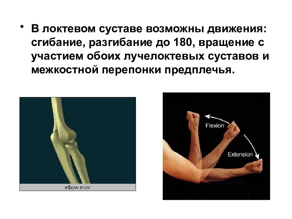 Выполняемые движения локтевого сустава. Движения в локтевом суставе. В локтевом суставе возможно движение. Локтевой сустав движение в суставе. Сгибание в локтевом суставе.
