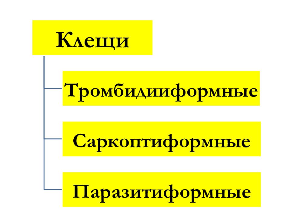 Медицинская арахноэнтомология презентация