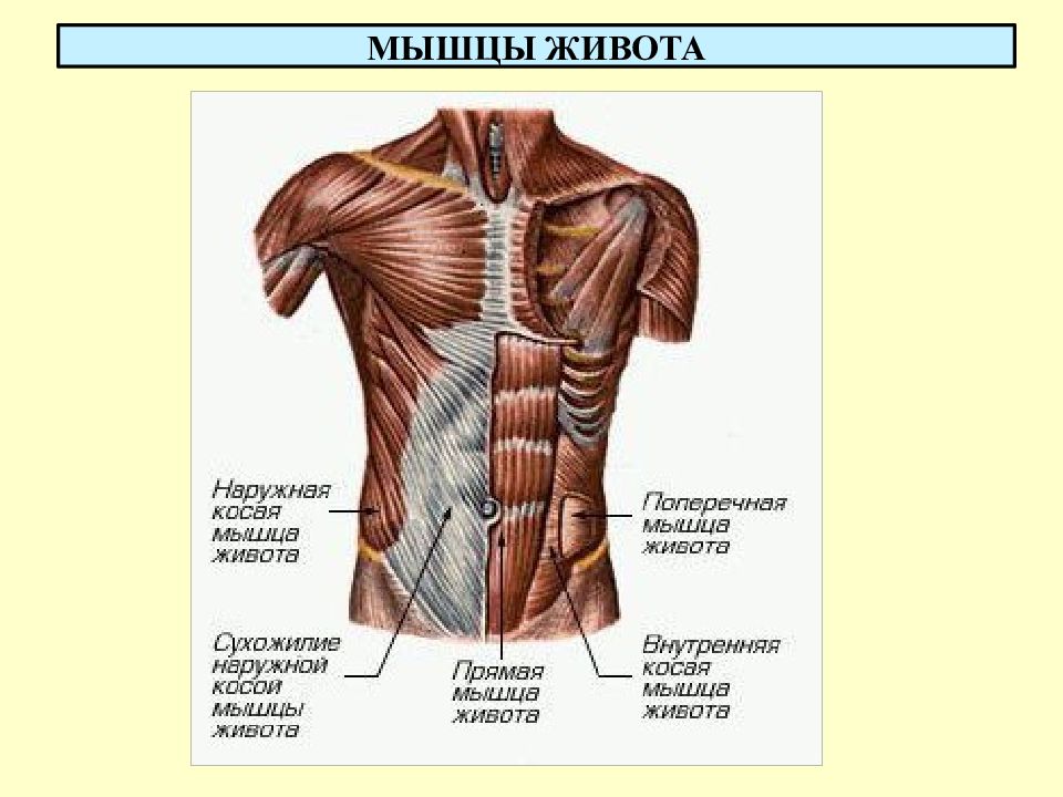 Презентация мышцы живота