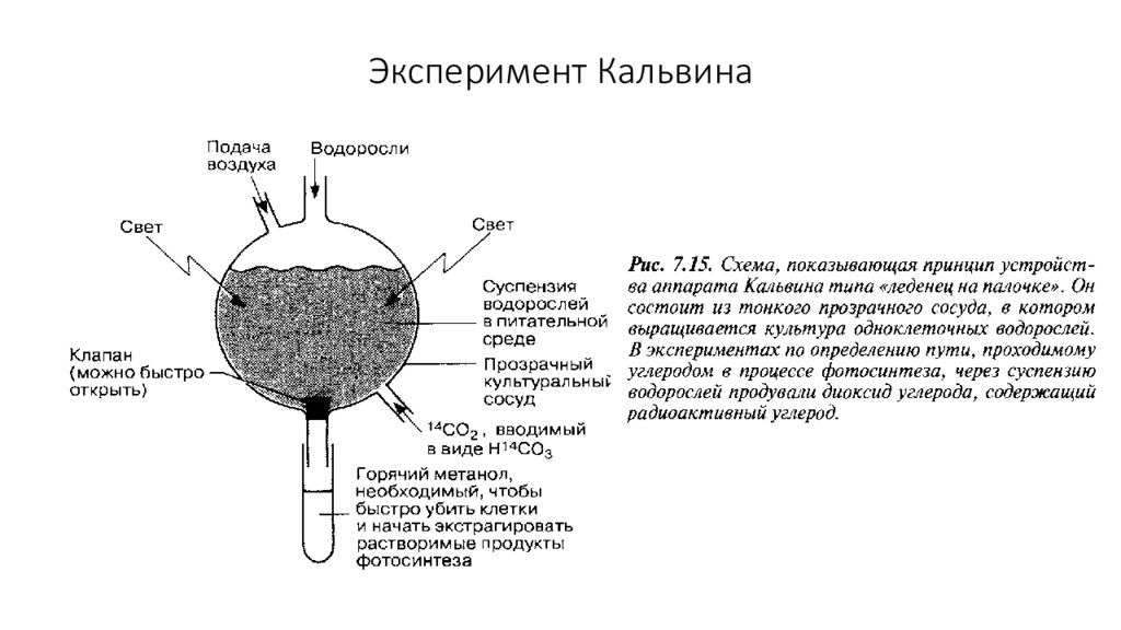 Опыт реферат. Опыт Кальвина.