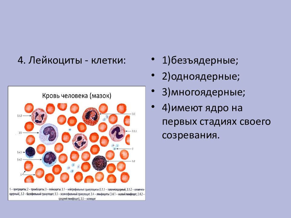 Безъядерные клетки