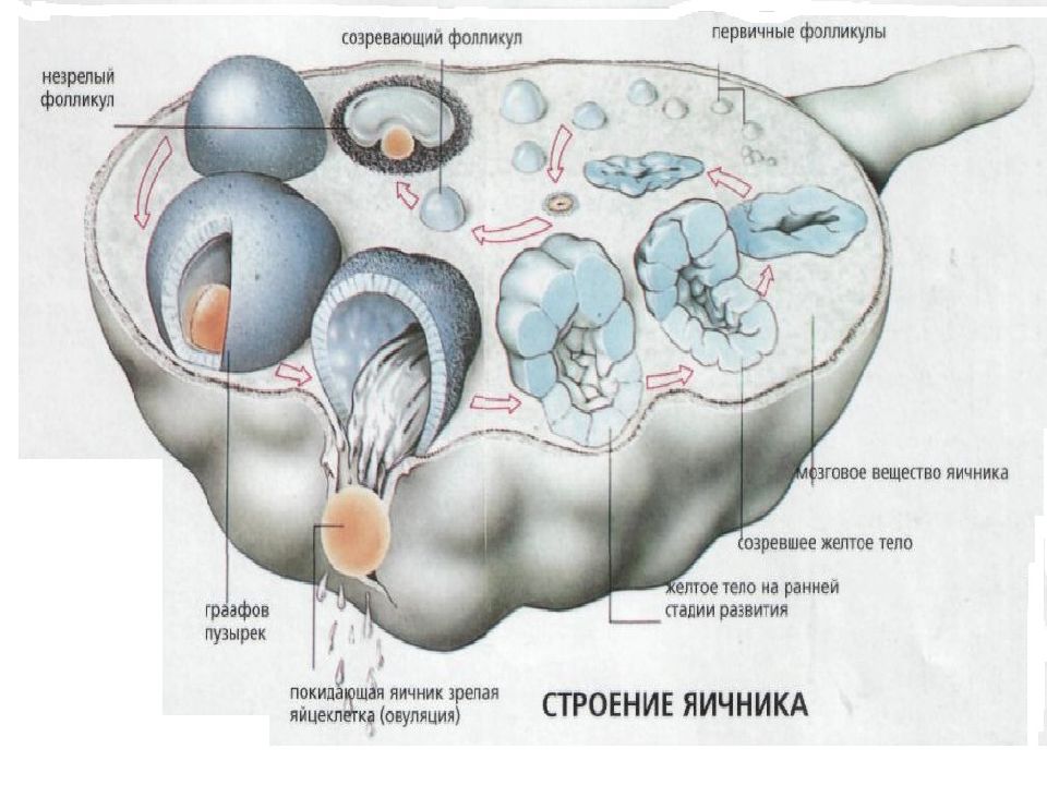 Правый Яичник Где Находится У Женщин Фото