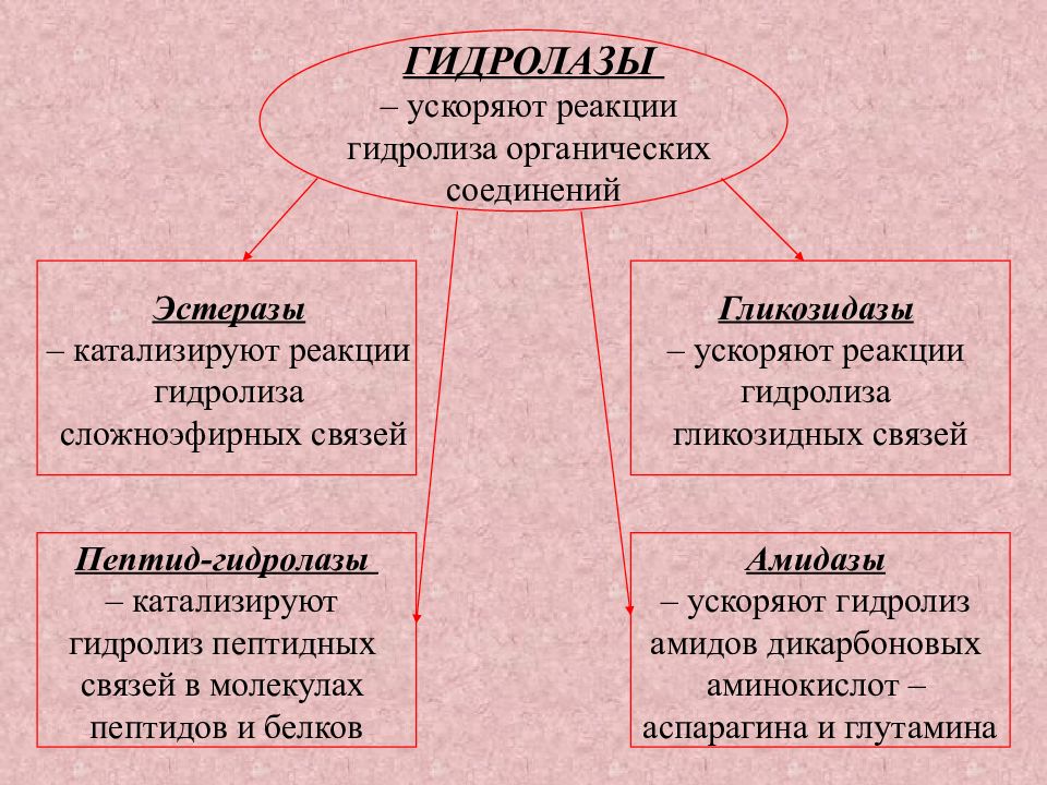 Фермент класса гидролаз. Гидролазы. Гидролазы примеры реакций. Подклассы гидролаз. Гидролазы ферменты.