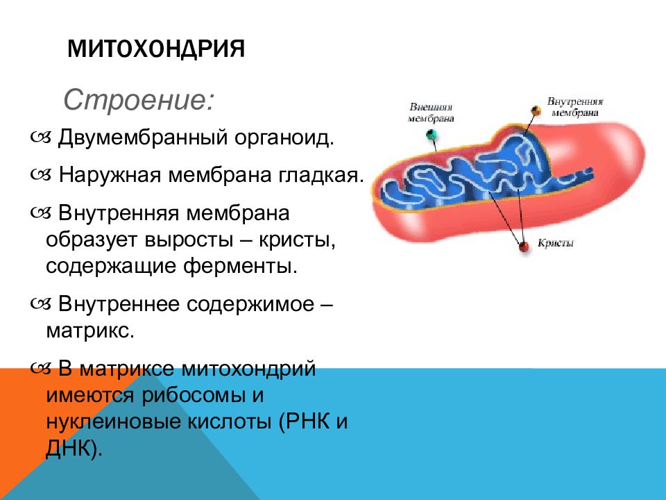 Рисунок органоида митохондрии. Митохондрия строение Матрикс и Криста. Функции наружной мембраны митохондрий. Митохондрия двумембранный органоид. Органоиды митохондрии строение и функции.