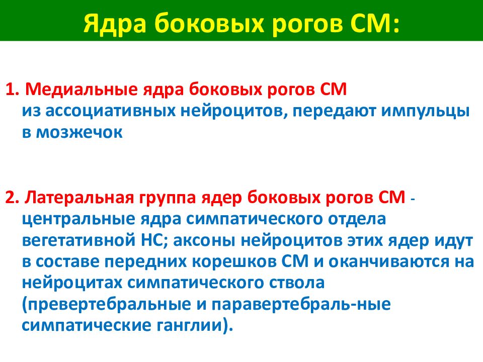 Другое название ядра. Ядра боковых Рогов. Ядра заднего рога. Строение ядер задних передних боковых Рогов.