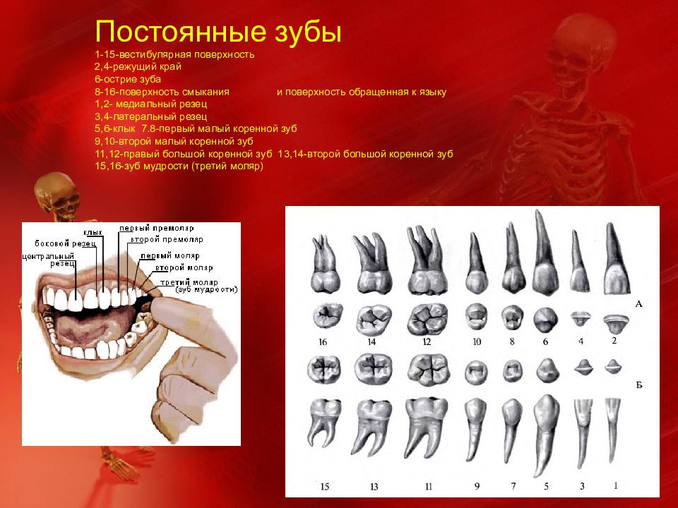 Режущий край. Резцы анатомия латынь.