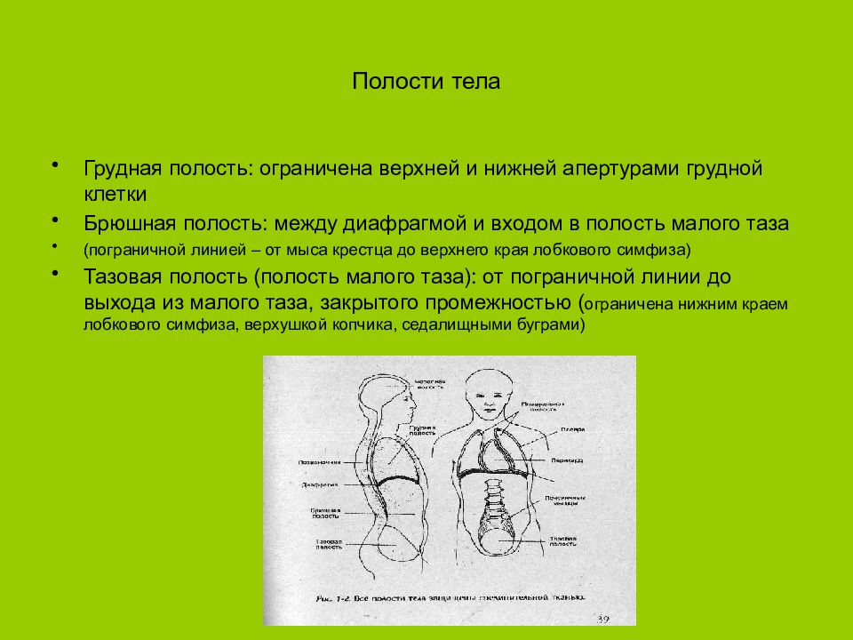 Полость тела делится на грудную и брюшную. Тип полости тела. Функции смешанной полости тела. Полости тела животных таблица.