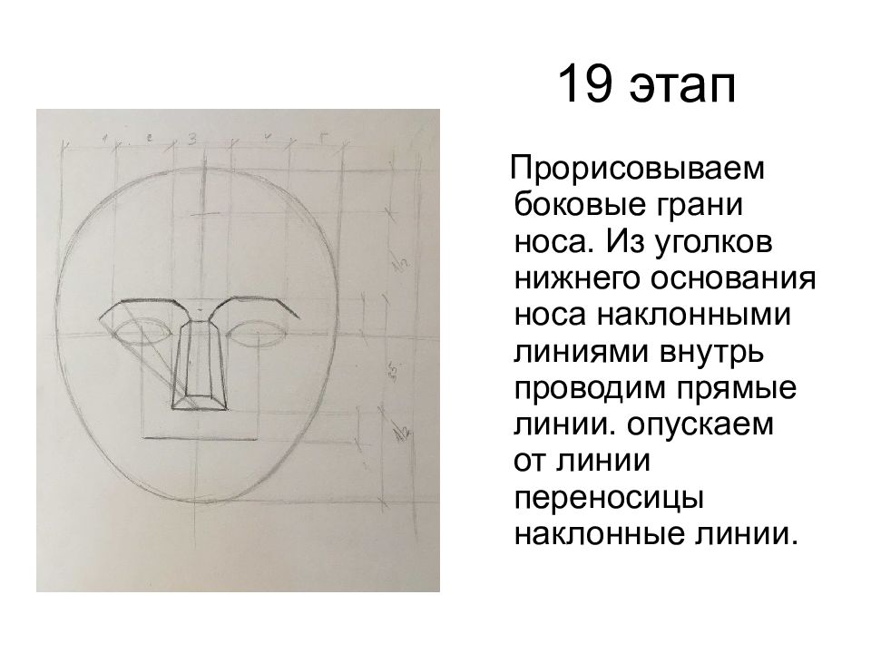 Пропорции головы человека презентация