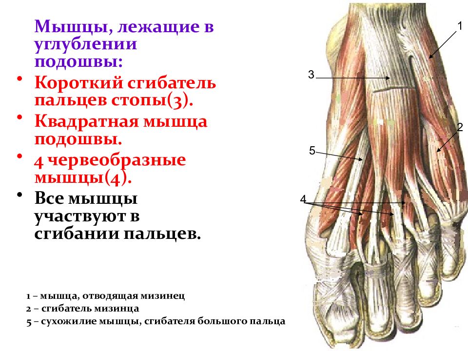 Отводящий большой палец стопы. Короткий сгибатель пальцев стопы анатомия. Сгибатель 1 пальца стопы. Червеобразные мышцы подошвы. Короткий сгибатель мизинца стопы.