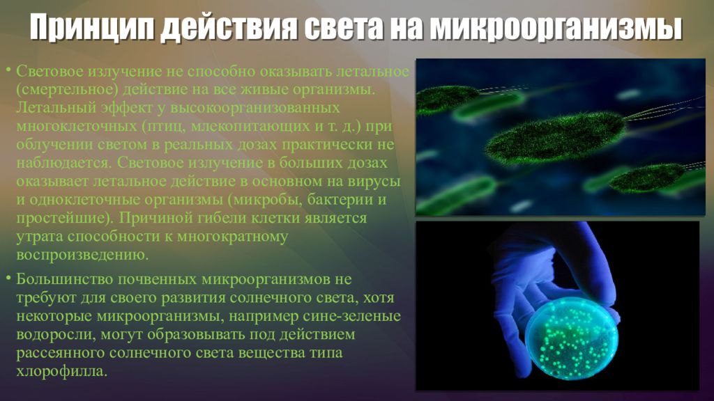 Действия света. Действие света на микроорганизмы. Влияние света на бактерии. Действие солнечного света на микроорганизмы. Влияние света на бактерии микробиология.