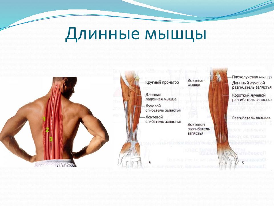 Самая мышца. Длинные мышцы. Длинная мышца расположена. Длинные мышцы располагаются преимущественно на. Составные части длинных мышц.