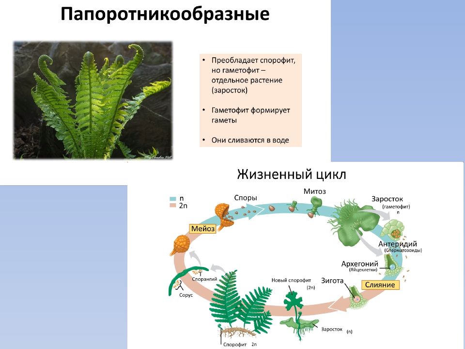 Схема изменения соотношения гаметофита и спорофита в процессе эволюции