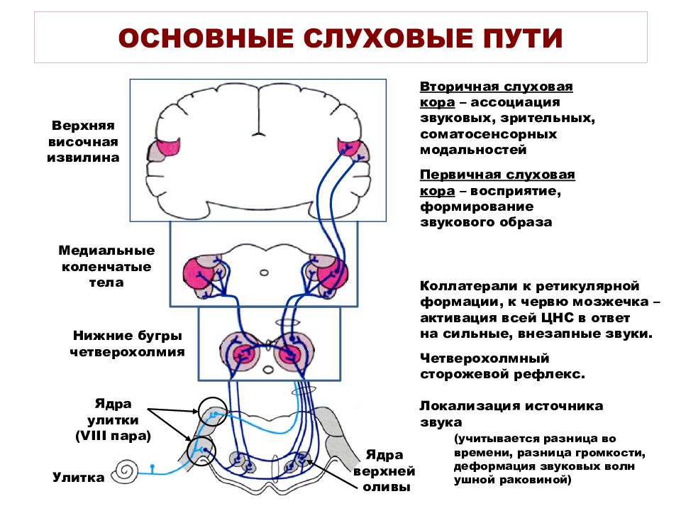 Укажите основные звенья слухового анализатора фоновое изображение на которое перетаскиваются объекты