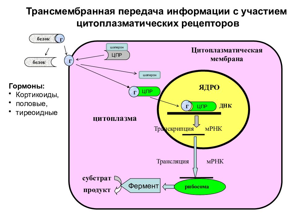 Транскрипция схема ферменты