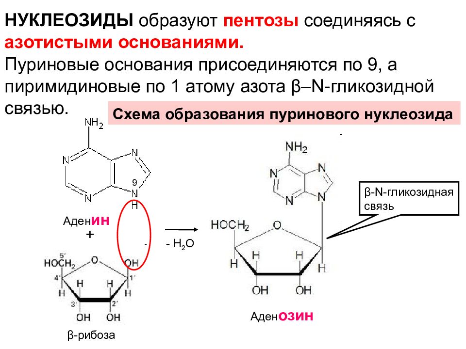 Схема образования нуклеозида