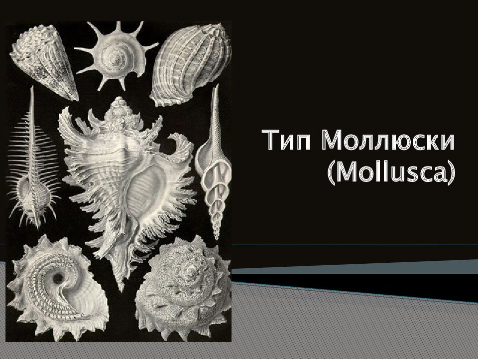 Тип Моллюски ( Mollusca )