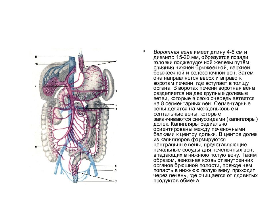 Вены печени норма. Воротная система печени анатомия. Воротная Вена печени ветви. Система воротной вены печени. Система портальной вены анатомия.