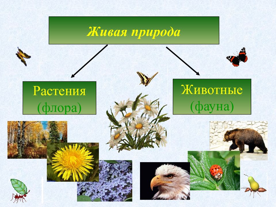 Растительный и природный мир земли. Живая природа растения и животные. Картинки Живая природа растения. Растения фауна презентация. Названия живой природы растения и животные.