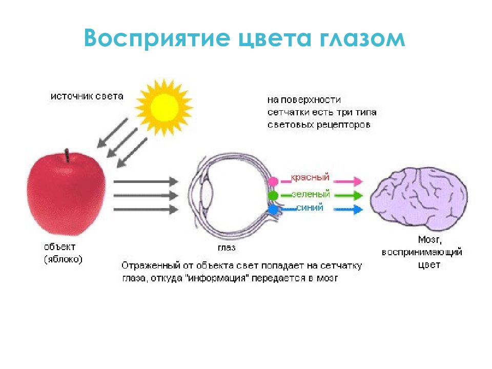 2 как получается и воспринимается глазом изображение