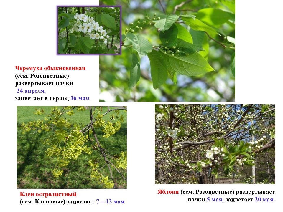 Презентация фенологические наблюдения за сезонными изменениями в природе 5 класс