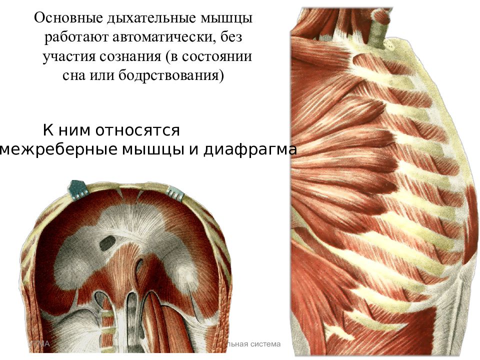 Основные мышцы выдоха. Мышцы вдоха и выдоха основные и вспомогательные. Межреберные мышцы и диафрагма. Основные дыхательные мышцы. Основные и вспомогательные дыхательные мышцы.