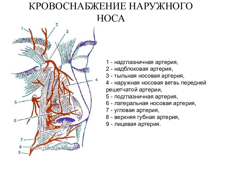 Иннервация носа схема