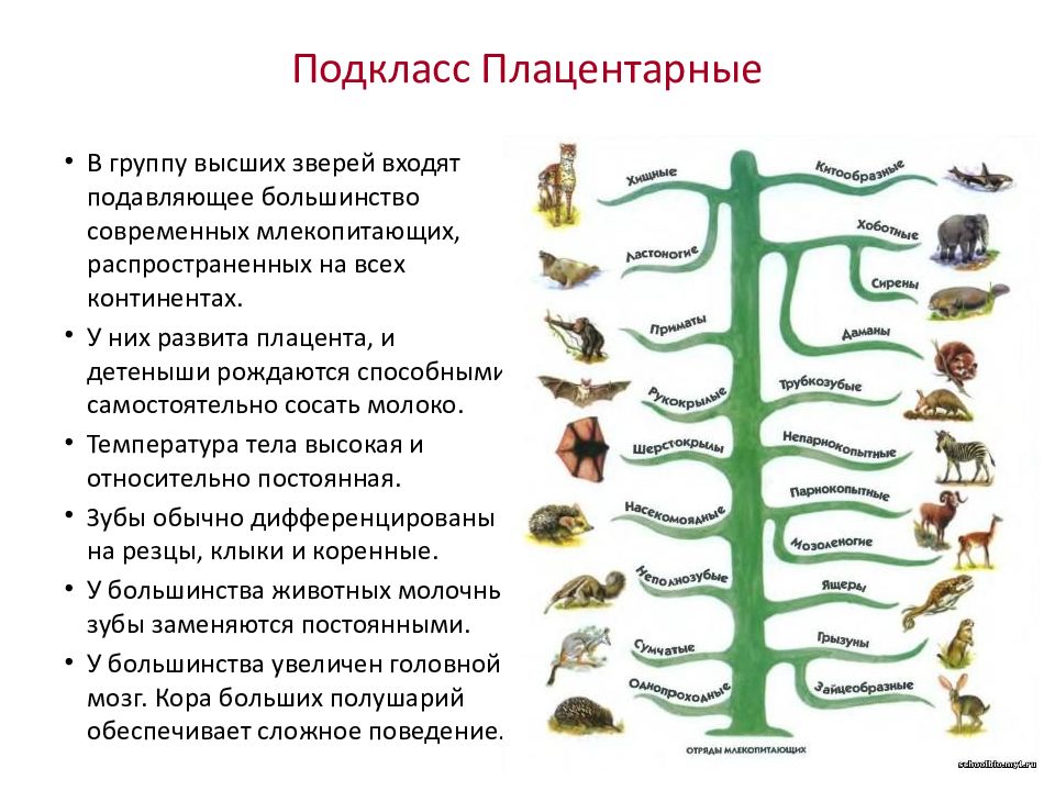 Характеристика млекопитающих 8 класс биология. Отряды плацентарных млекопитающих таблица 7. Отряды плацентарных млекопитающих 7 класс. Биология 7 класс отряды плацентарных млекопитающих. Отряды млекопитающих таблица 7 класс биология.