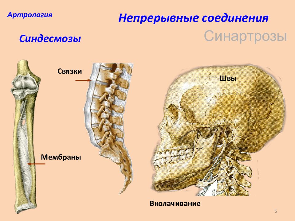 Непрерывные виды соединений костей виды примеры
