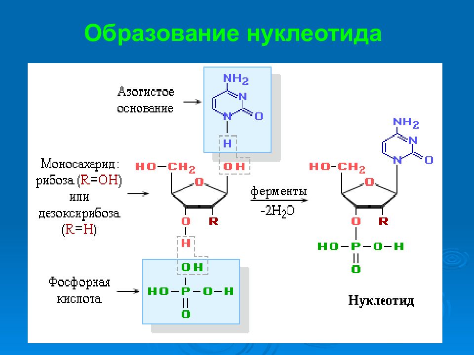 В нуклеотиды входит рибоза. Реакция образования нуклеотида. Образование нуклеотида из аденина. Образование нудклетоида из аденин. Образование нуклеотида из гуанина.