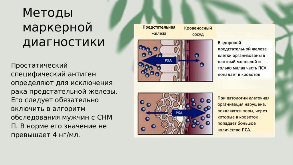 Пса простатический специфический антиген. Простатический специфический антиген. Пузырьковый метод диагностики. Неоплазия предстательной железы у собаки.