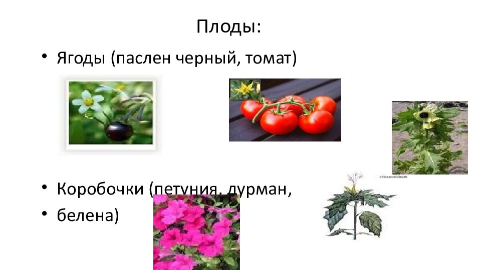 Класс двудольные семейства бобовые пасленовые сложноцветные 6 класс презентация