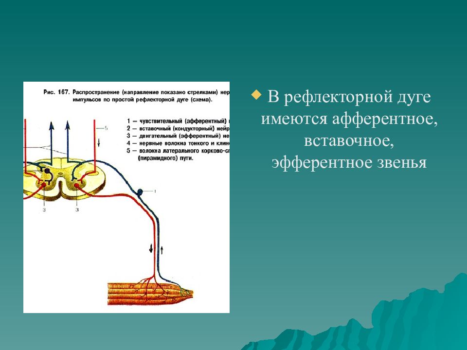 Звенья рефлекторной дуги