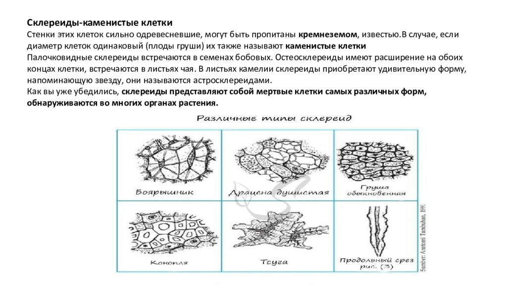 Ткани растений. Ткани из растений. Ткани растений тест. Ткани из растений презентация.